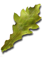 Eichenblatt
